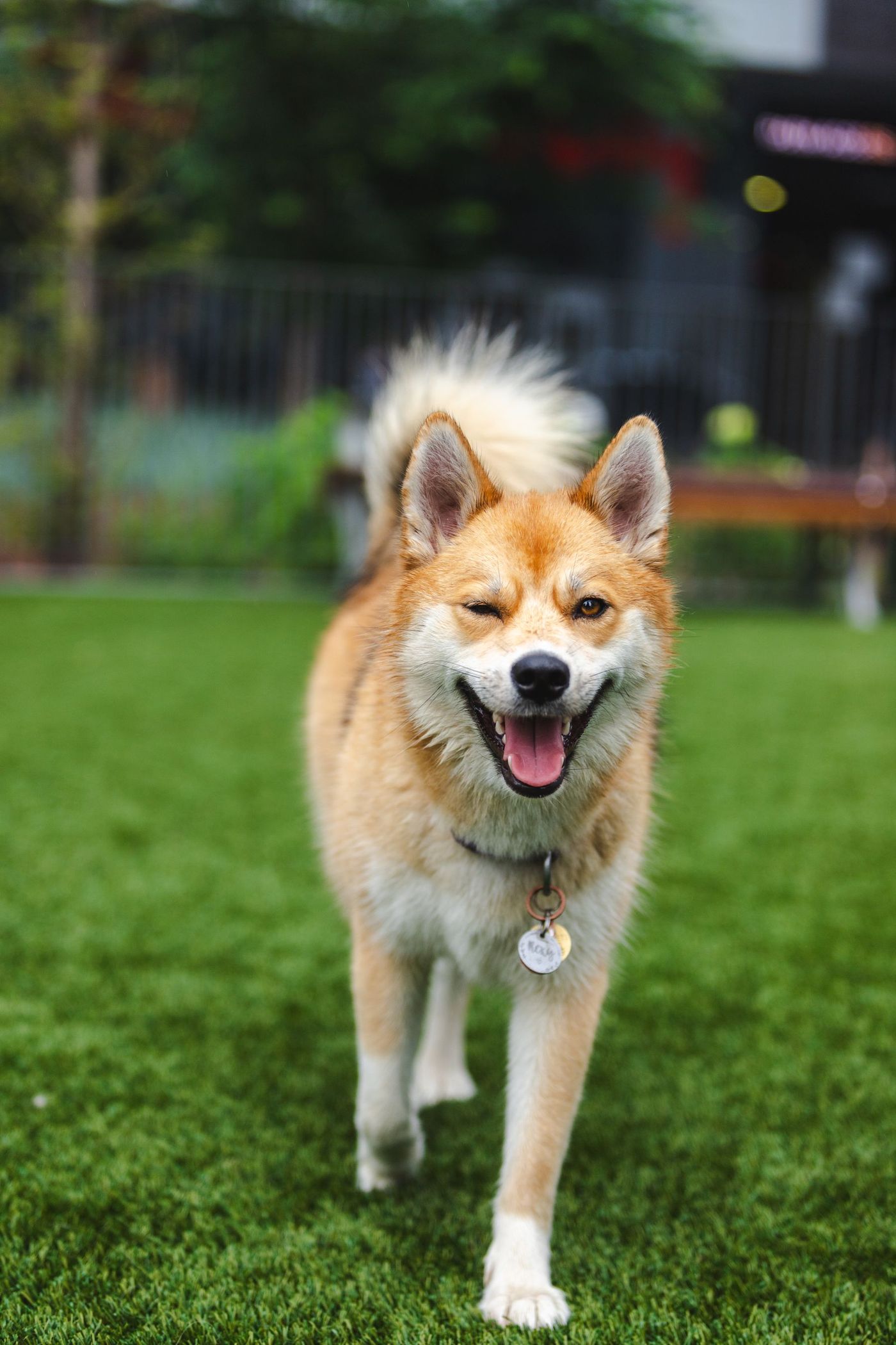 Röd shiba inu går mot kameran över gräs med munnen öppen och svansen ringlad över ryggen