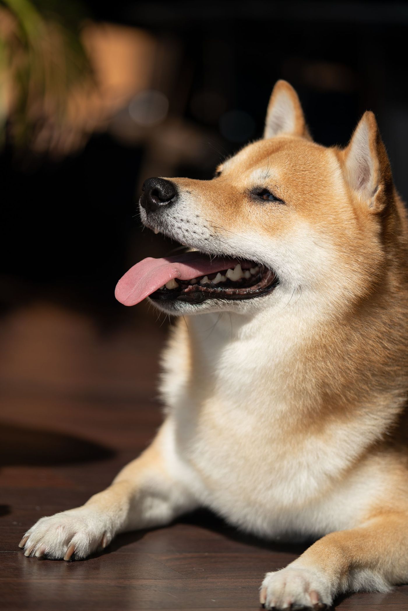 Röd shiba inu ligger på ett trägolv i solljus med framtassarna framsträckta och tungan ute