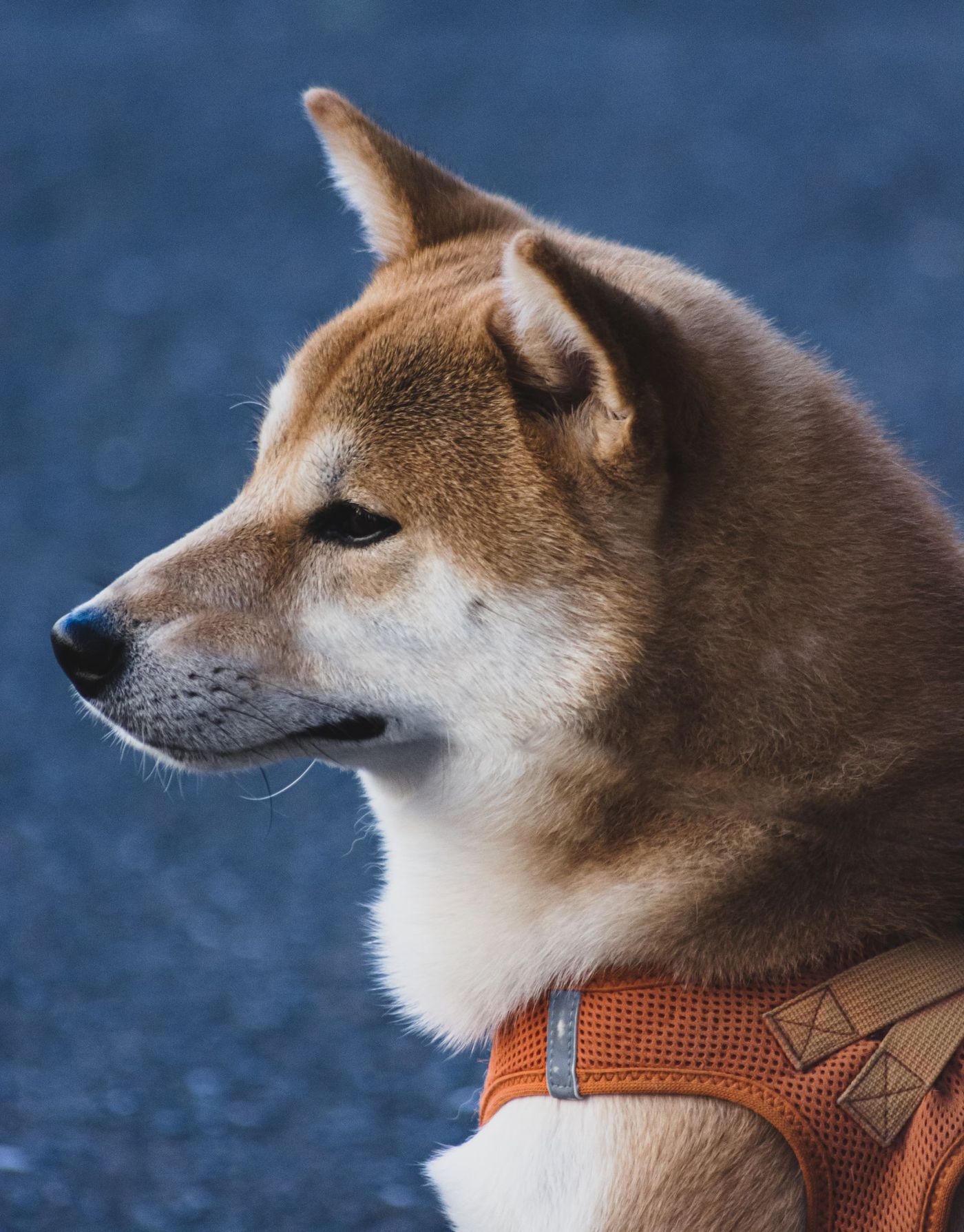 Närbild i profil på en röd shiba inu med tydligt vit urajiro på kind, hals och bringa