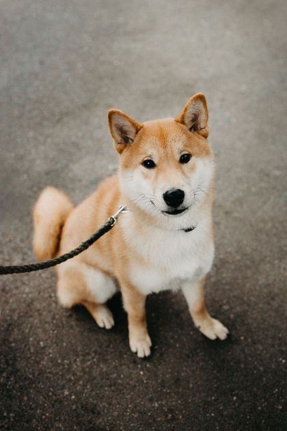 Röd shiba inu sitter på asfalt i koppel och tittar upp mot kameran med uppmärksamma öron