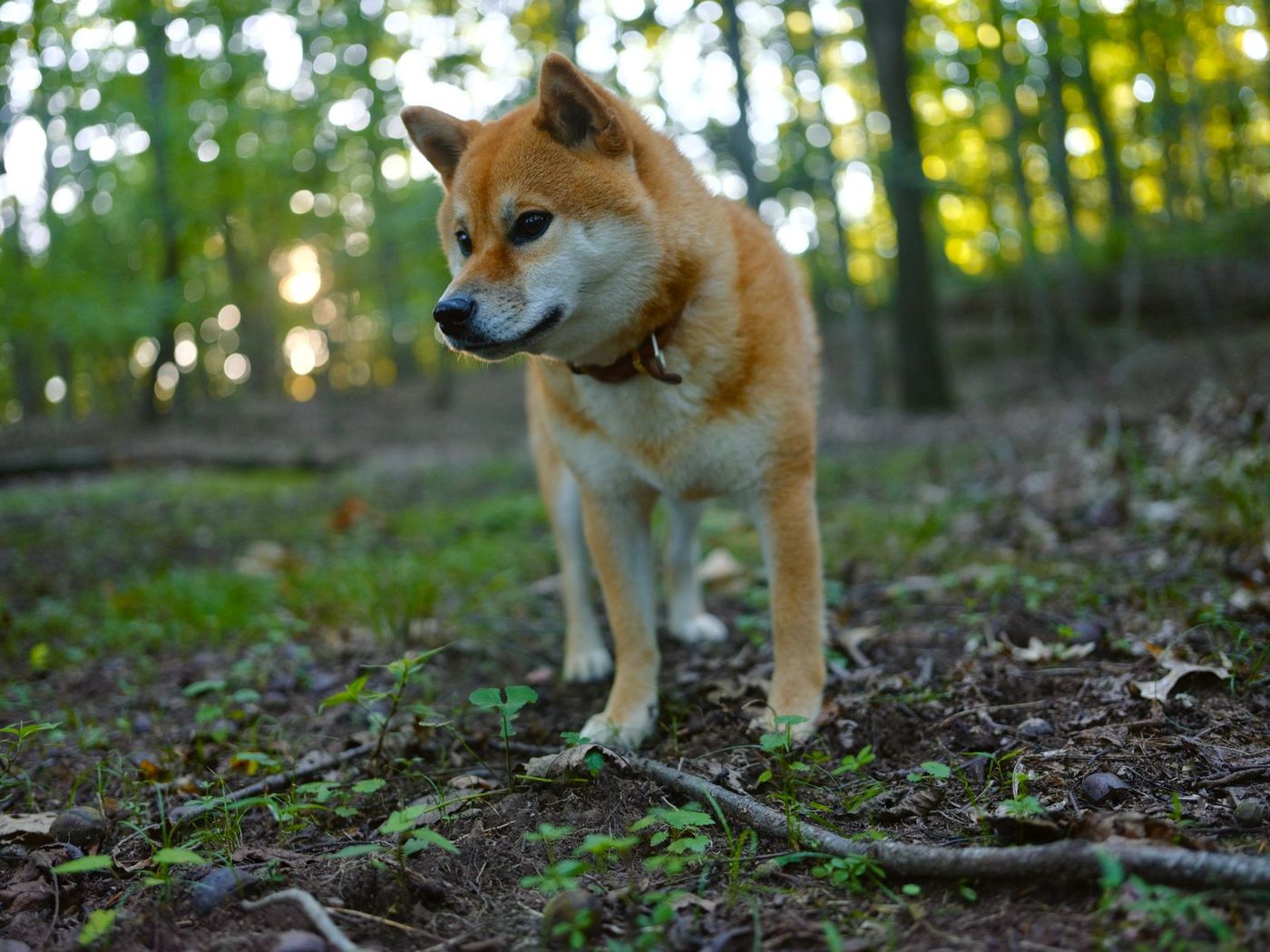 Röd shiba inu står uppmärksam på skogsmark med höstlöv och kvällssol bakom sig