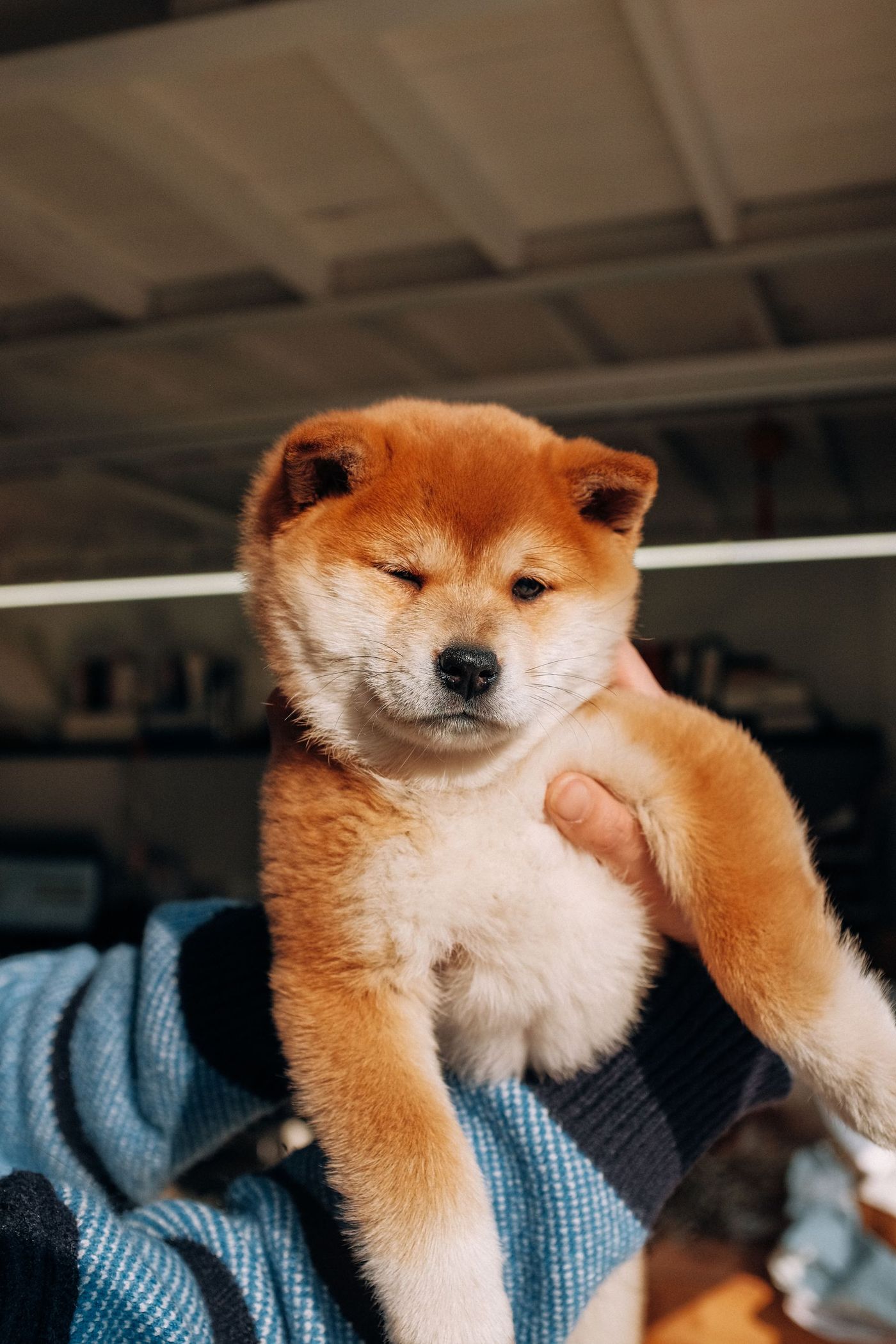 Röd shiba inu-valp hålls upp i famnen inomhus med vit päls på nosparti och bringa