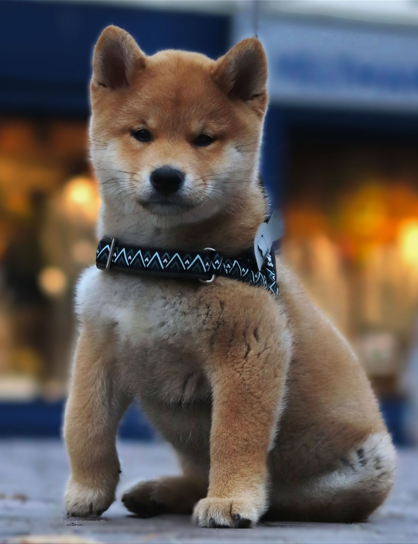 Röd shiba inu-valp sitter på en gata i skymning med ett mönstrat halsband
