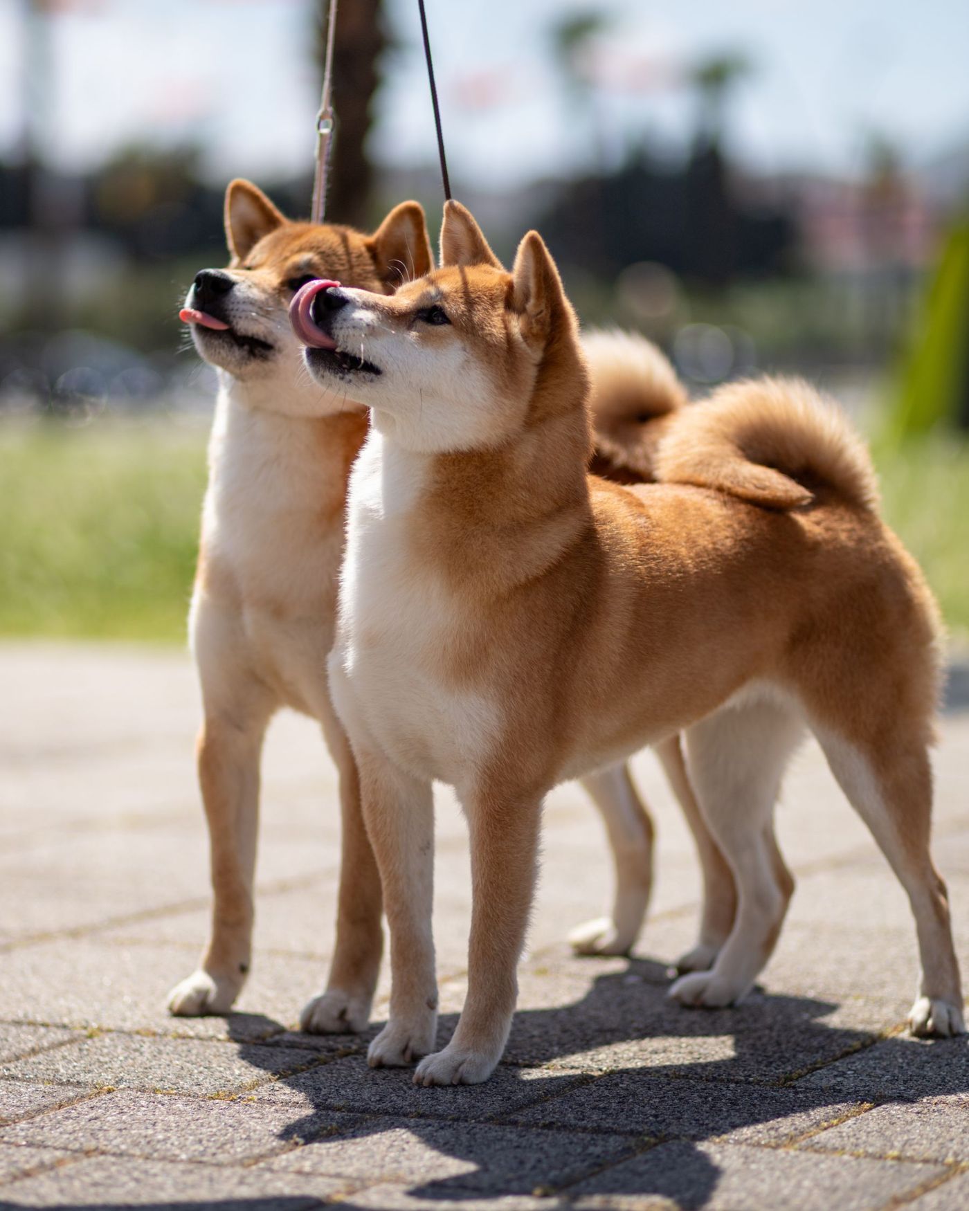 Två röda shiba inu står tätt intill varandra i solen på stenplattor med ringlade svansar